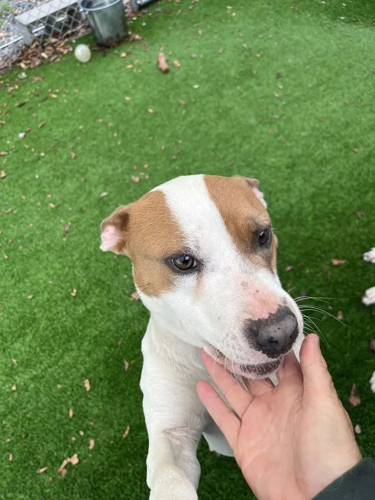 An adult medium-sized female Tricolor (Brown, Black, & White) Hound dog named Margo for adoption in Elmsford, NY
