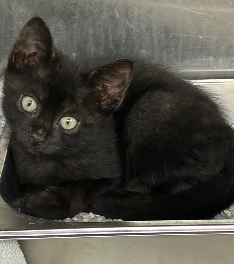 A baby small-sized male Domestic Short Hair cat named Spinach for adoption in Hartsville, SC