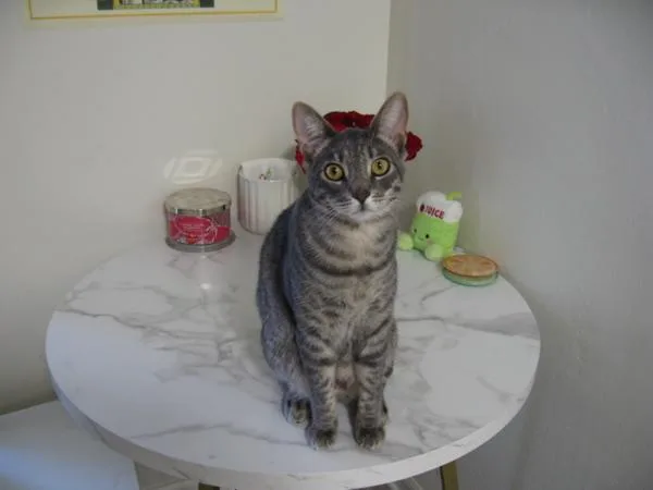 An adult medium-sized male Domestic Short Hair cat named Tini for adoption in Escondido, CA