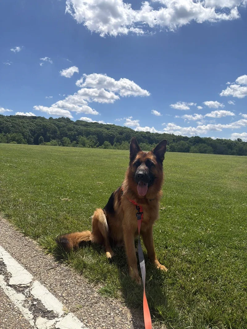 An adult large-sized male Bicolor German Shepherd Dog dog named Tide for adoption in Pittsburgh, PA