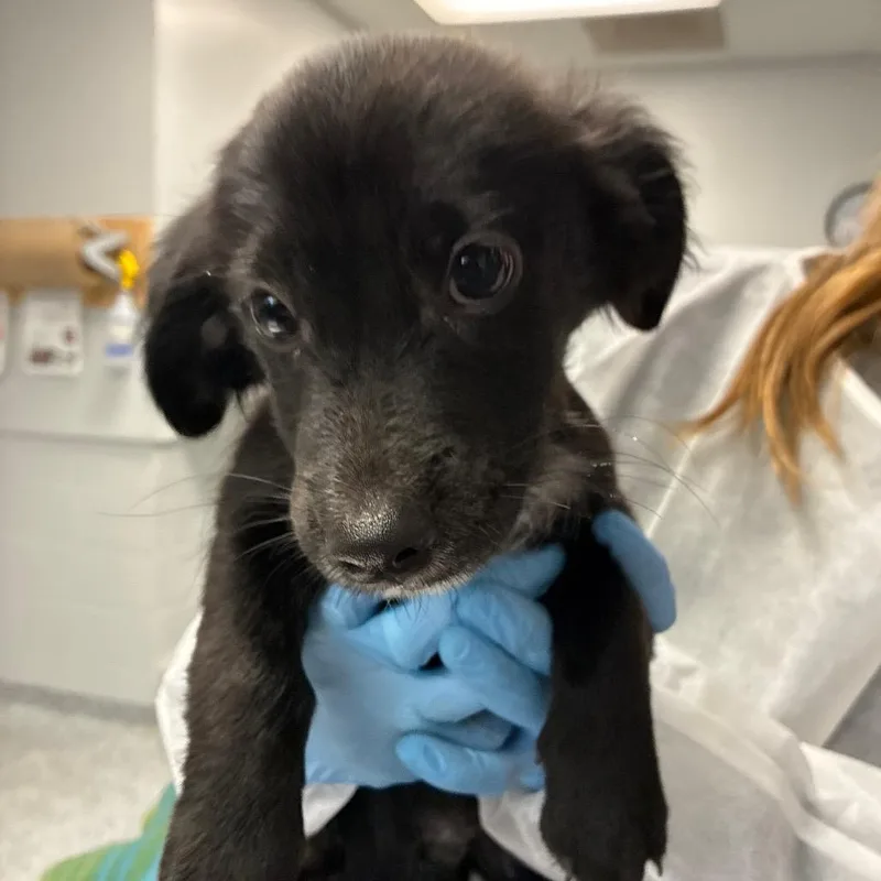 A baby small-sized male Black Dachshund dog named Pistachio for adoption in Greenville, SC