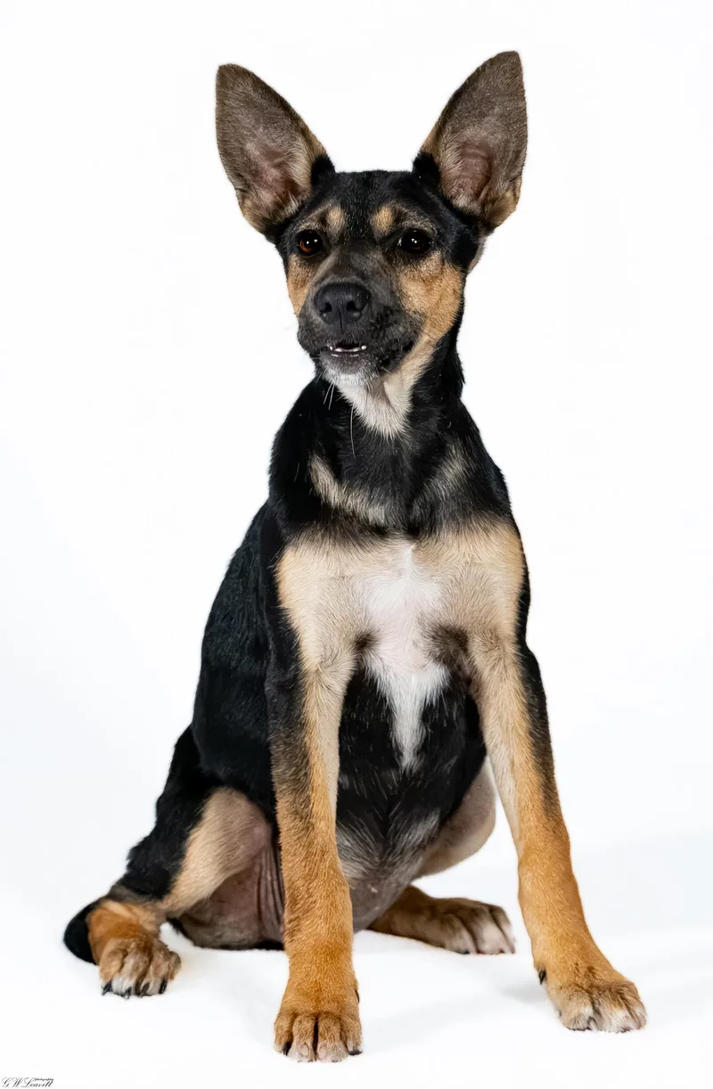 A baby medium-sized female Tricolor (Brown, Black, & White) Mixed Breed dog named Nori for adoption in BONIFAY, FL
