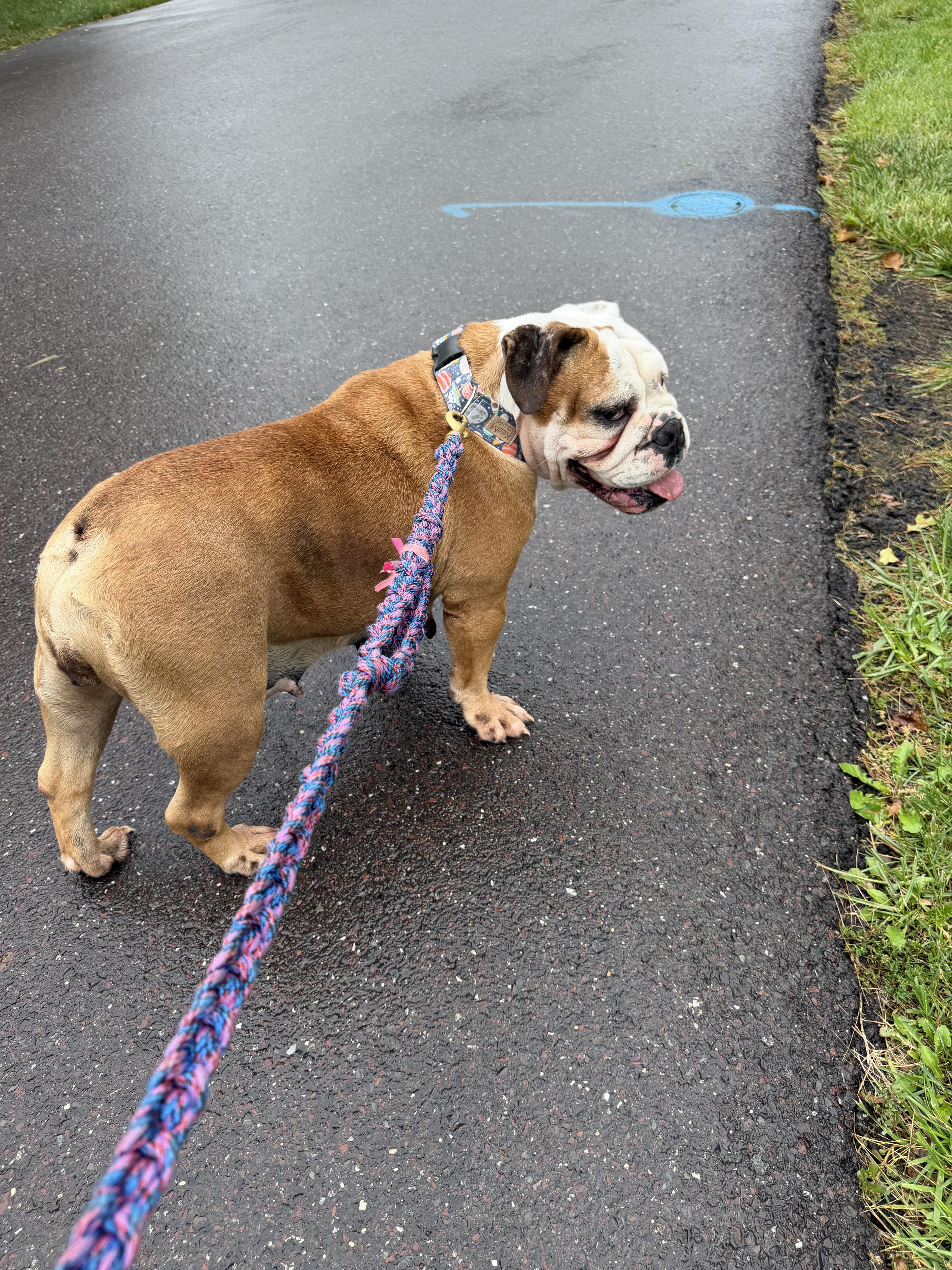 An adult large-sized female English Bulldog dog named ZsaZsa for adoption in Havertown, PA