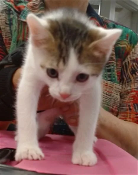 A baby small-sized male Domestic Short Hair cat named T for adoption in Oklahoma City, OK