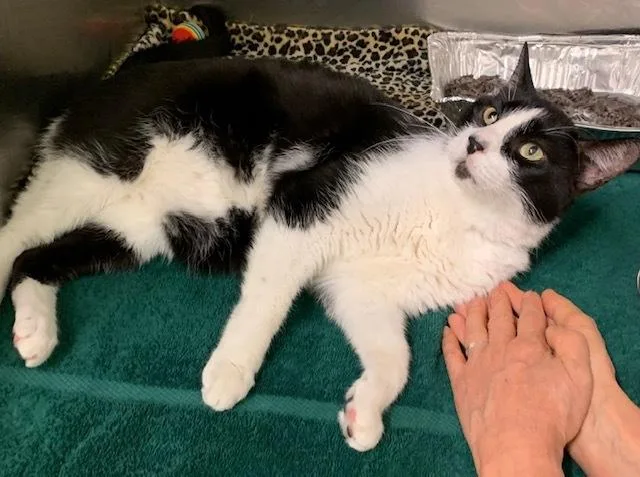 An adult medium-sized male Black & White / Tuxedo Domestic Short Hair cat named Paolo for adoption in Elmsford, NY