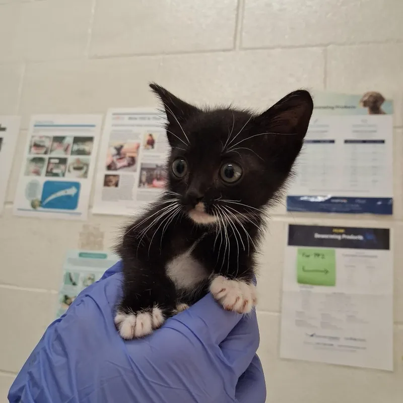 A baby small-sized male Black Domestic Short Hair cat named Bartok for adoption in Auburn, AL