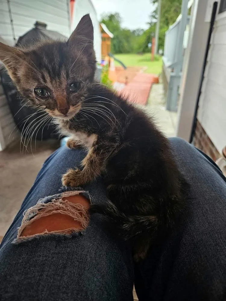 A baby small-sized male Domestic Short Hair cat named Brian for adoption in Wilmington, NC