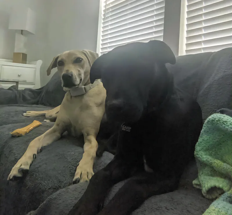 Judah Bonded Pair thumbnail 2