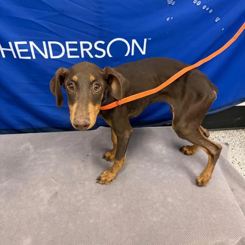 A baby small-sized female Brown / Chocolate Doberman Pinscher dog named Stray on Leighton Ave for adoption in Henderson, NV