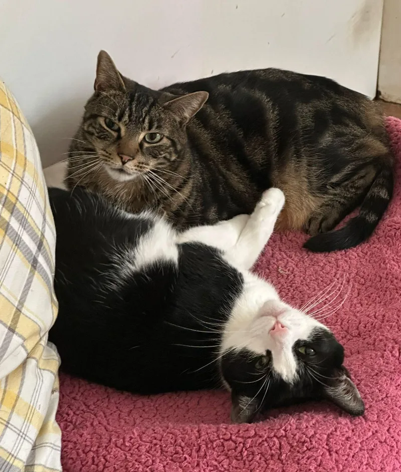 An adult medium-sized male Tabby (Brown / Chocolate) Domestic Short Hair cat named Archie for adoption in New York, NY