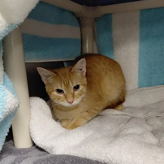 A young medium-sized male Domestic Short Hair cat named Honeybear for adoption in Huntsville, AL