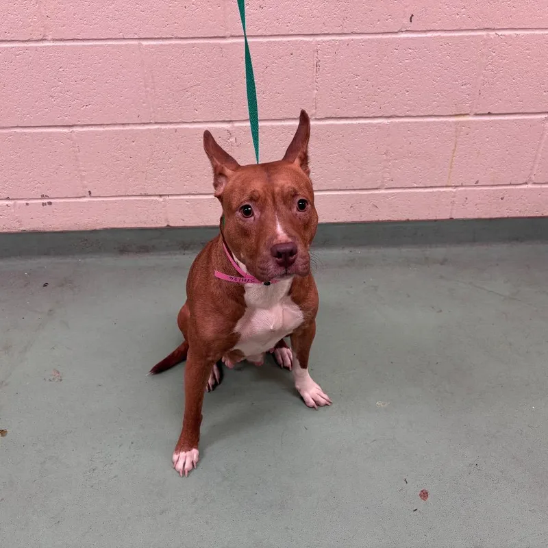 A young medium-sized female Yellow / Tan / Blond / Fawn Mixed Breed dog named Sapphire for adoption in Memphis, TN