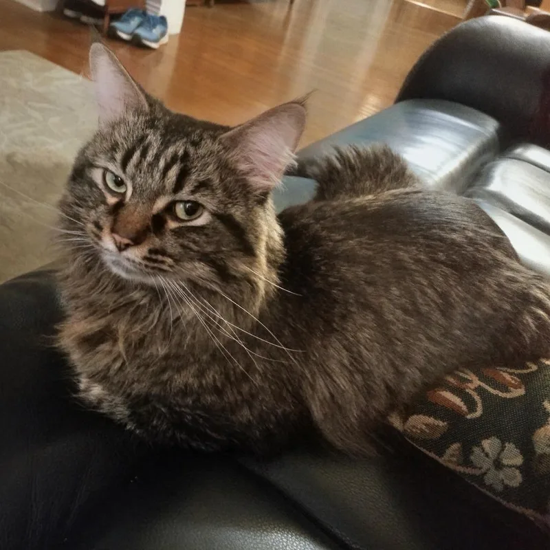An adult medium-sized male Domestic Long Hair cat named Ben Weatherstaff for adoption in Evanston, IL