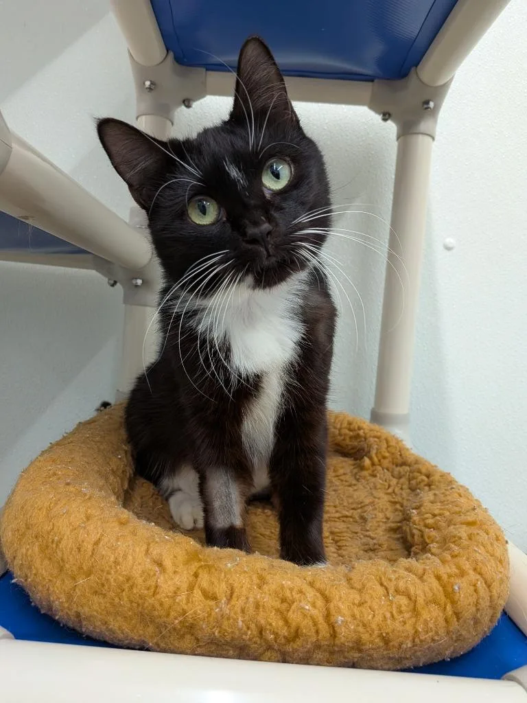 Turducken thumbnail 2