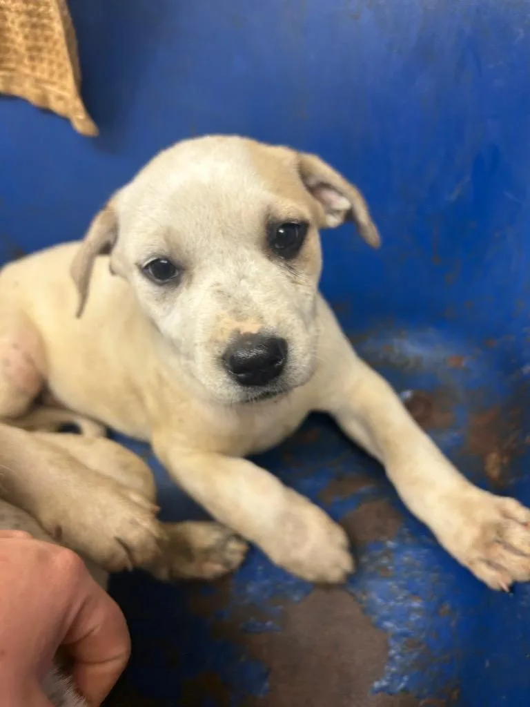 A baby large-sized male Australian Cattle Dog / Blue Heeler dog named Ferb for adoption in Lockhart, TX
