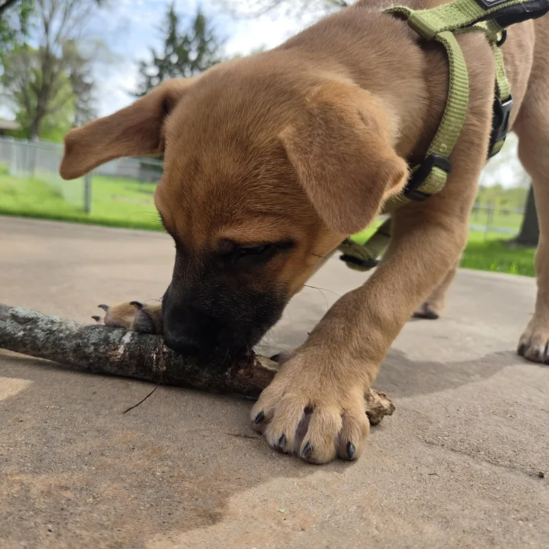 A baby medium-sized female Golden Shepherd dog named Zoey for adoption in Prior Lake, MN