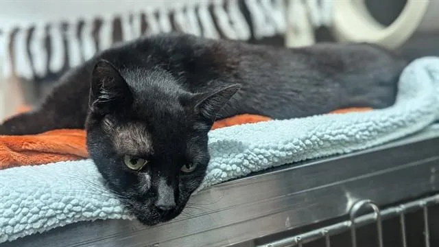 An adult medium-sized male Domestic Short Hair cat named Justim for adoption in Fort Lauderdale, FL