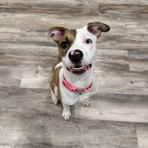 A baby medium-sized female Bicolor Mixed Breed dog named Shimmer for adoption in Christiansburg, VA