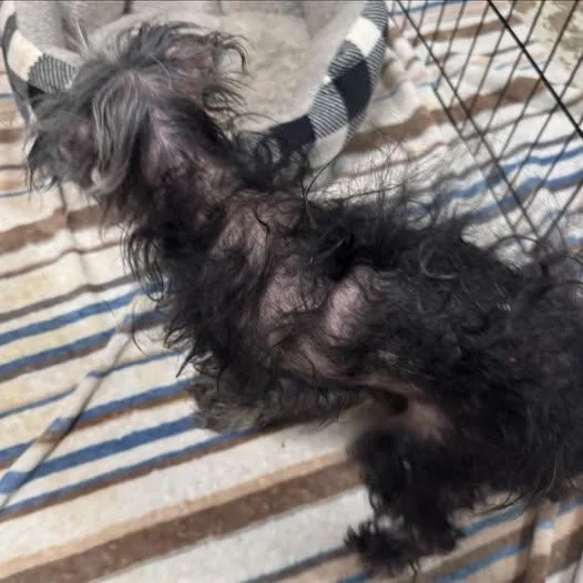A senior small-sized female Mixed Breed dog named Fancy for adoption in Matthews, NC