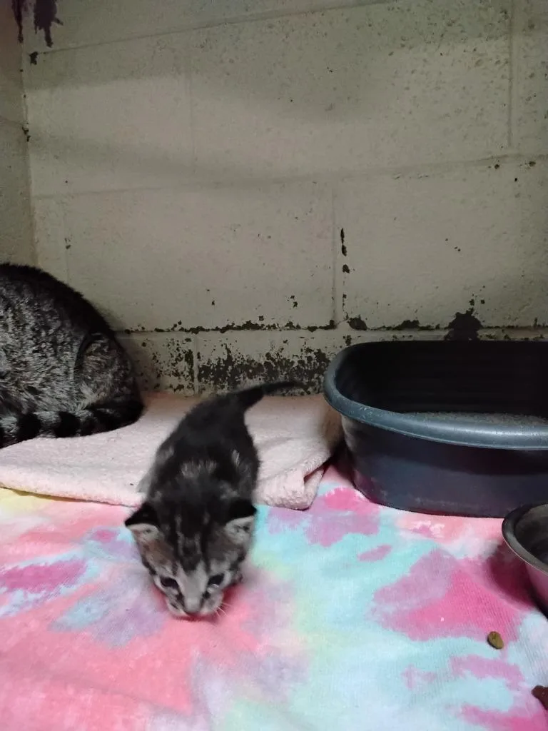 A baby small-sized male Domestic Short Hair cat named Loopy for adoption in Ada, OK