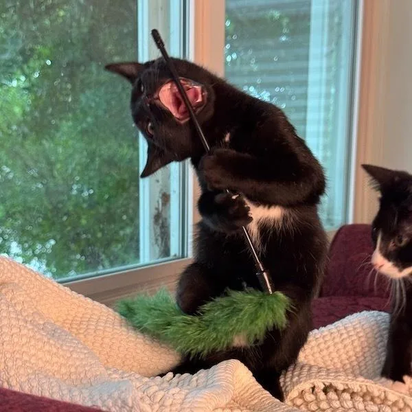 Stardust thumbnail 2