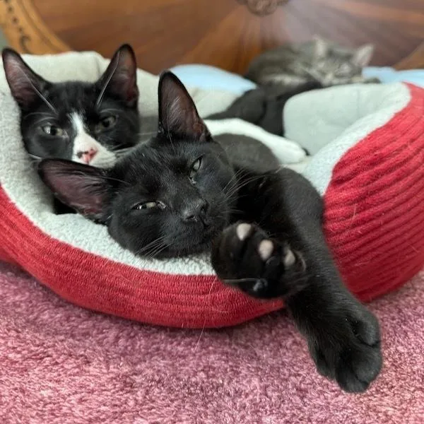 Stardust thumbnail 3