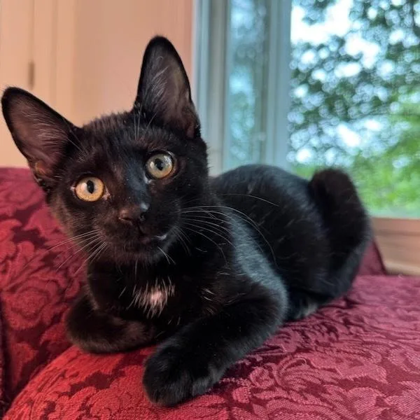 Stardust thumbnail 4