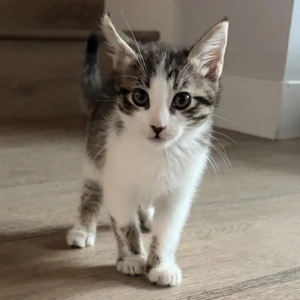 A baby small-sized female Domestic Short Hair cat named Kissing Hand for adoption in Dublin, CA