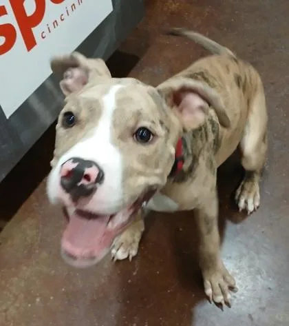 A baby medium-sized male Pit Bull Terrier dog named Bunjee for adoption in Cincinnati, OH