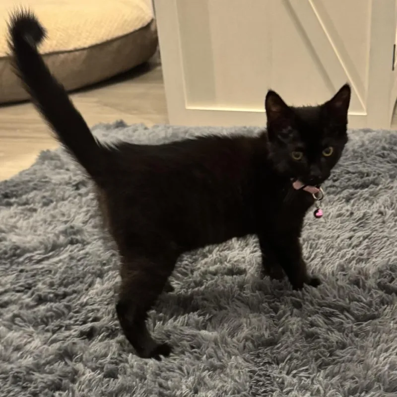A baby small-sized female Black Domestic Short Hair cat named Sharpie for adoption in Birdsboro, PA