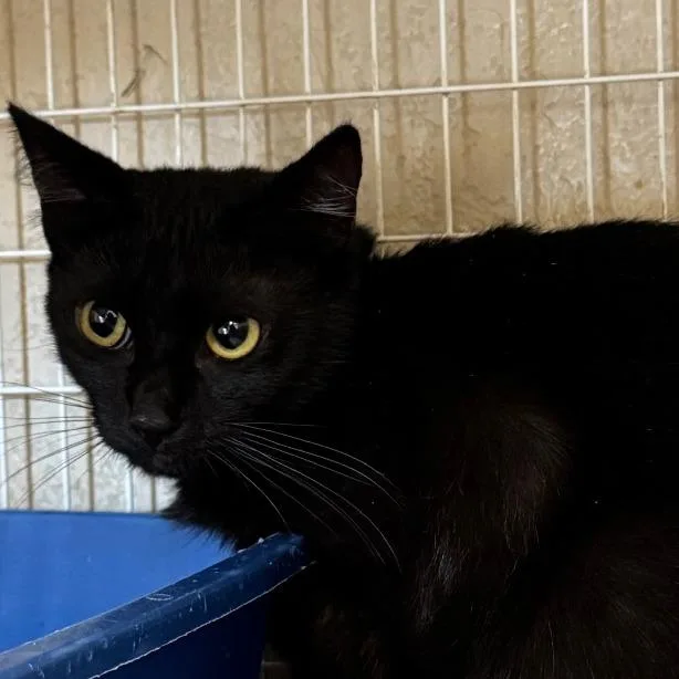 A young medium-sized female Black Domestic Short Hair cat named Lofi for adoption in Medford, OR