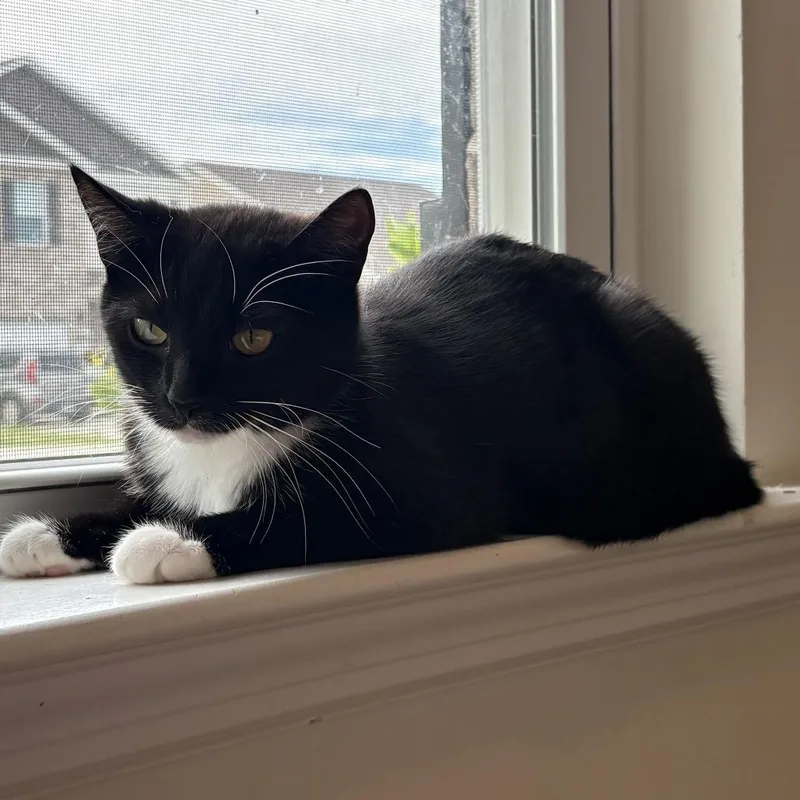A young small-sized female Black Domestic Short Hair cat named Lilac for adoption in Chattanooga, TN