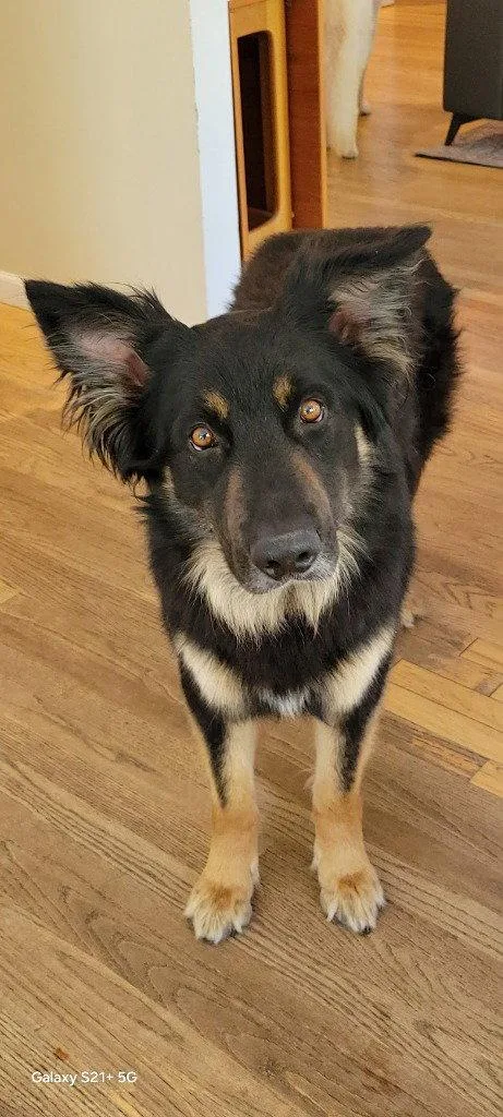 An adult large-sized male German Shepherd Dog dog named Lucian for adoption in Modesto, CA
