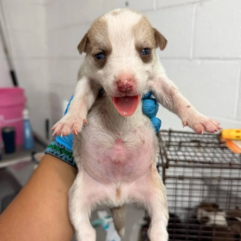 A baby medium-sized male White / Cream Shepherd dog named Oregano for adoption in Edinburg, TX