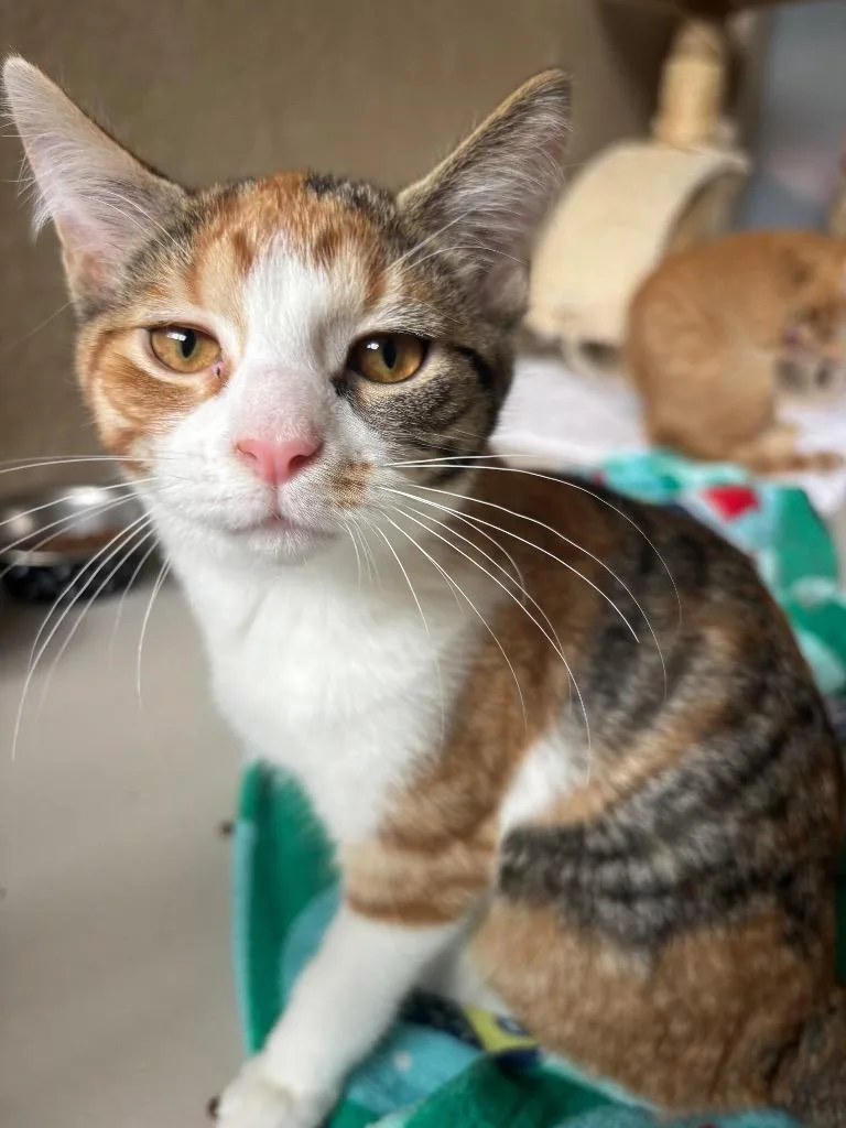 A baby medium-sized female Domestic Short Hair cat named Leonora for adoption in Findlay, OH