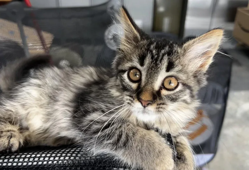 A young medium-sized female Domestic Long Hair cat named Peach for adoption in Elkins, WV
