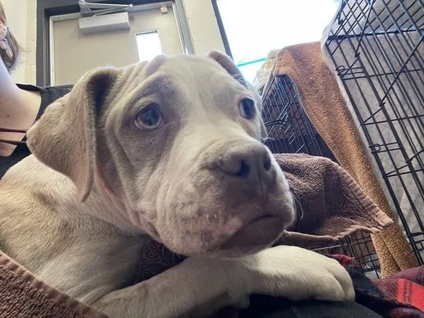 A baby medium-sized female American Bulldog dog named Mabel for adoption in El Cajon, CA