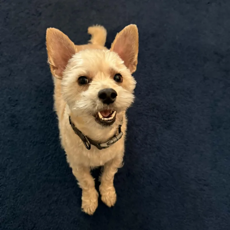 A young small-sized male Apricot / Beige West Highland White Terrier / Westie dog named Marshal for adoption in San Francisco, CA