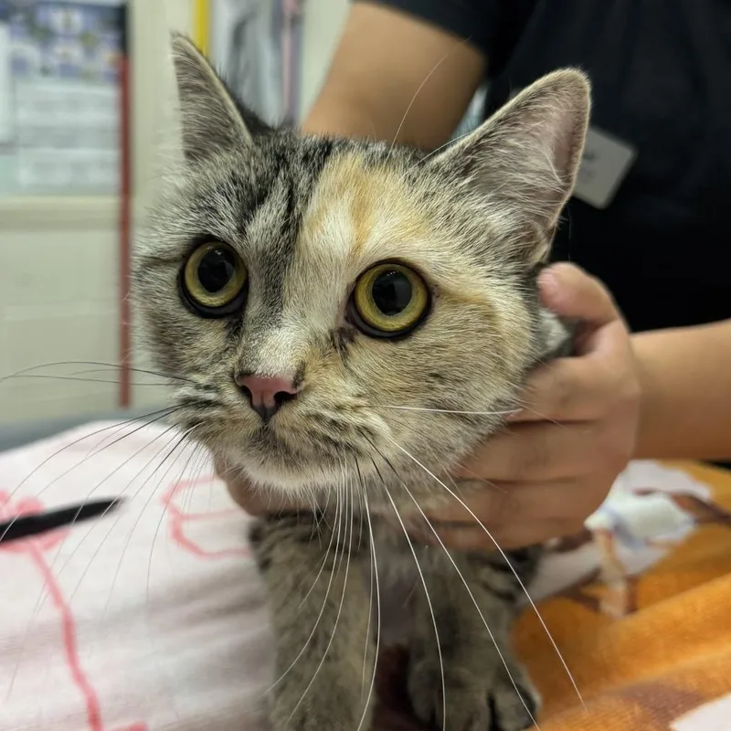 An adult medium-sized female Domestic Short Hair cat named Dubalina for adoption in Murray, UT