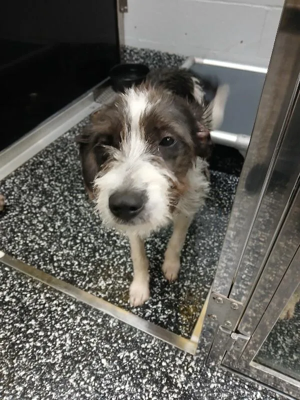 A young medium-sized female Black Mixed Breed dog named Barbie for adoption in Jackson, TN
