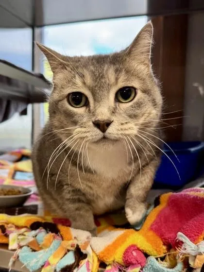 An adult medium-sized female Domestic Short Hair cat named Socks for adoption in Midland, MI