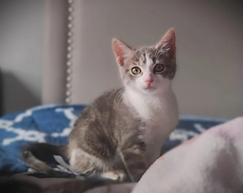 A young medium-sized female Tabby cat named Petal for adoption in Fort Myers, FL