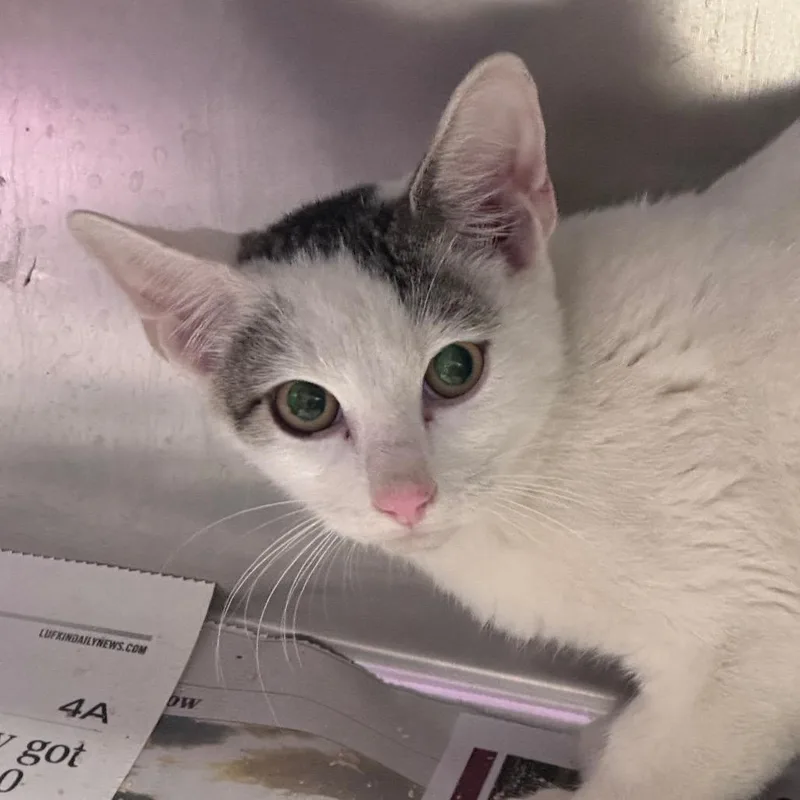 A young small-sized male White Domestic Short Hair cat named Bob for adoption in Lufkin, TX