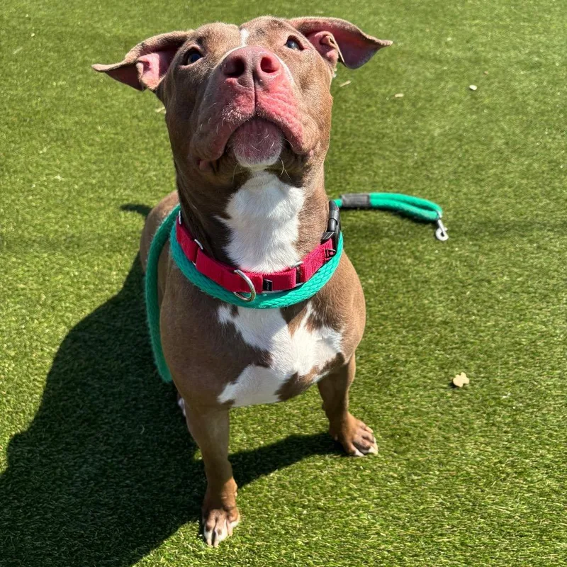 An adult large-sized female Brown / Chocolate Pit Bull Terrier dog named Queen for adoption in Philadelphia, PA