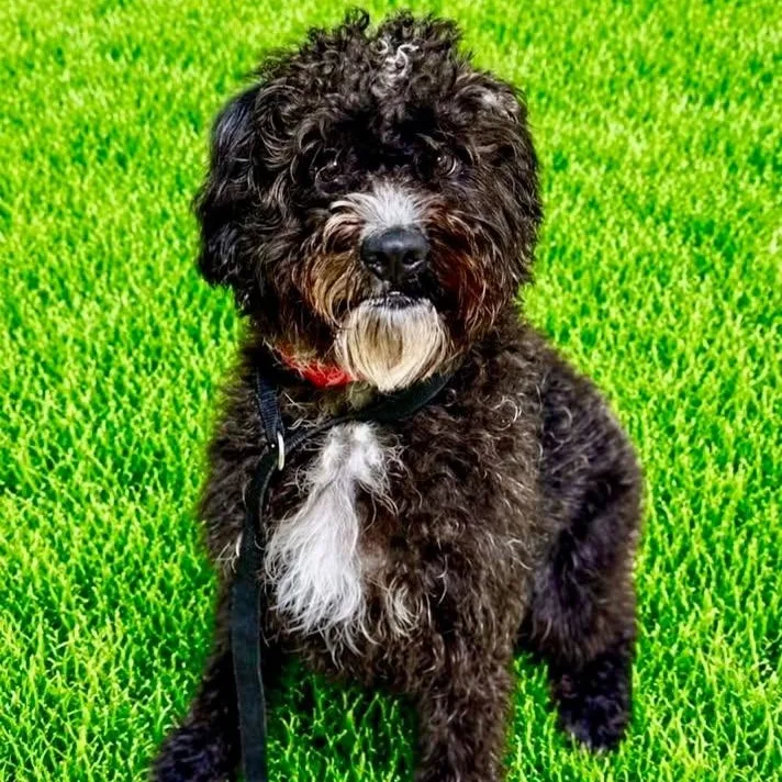 A baby medium-sized male White / Cream Poodle dog named Harry for adoption in Battle Creek, MI