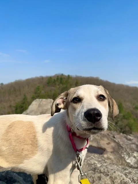 A baby large-sized female Labrador Retriever dog named Tiara for adoption in Nashville, TN