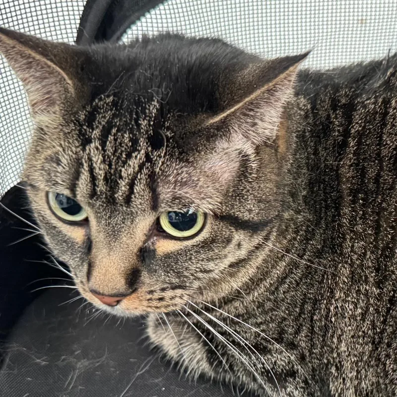 Bobcat