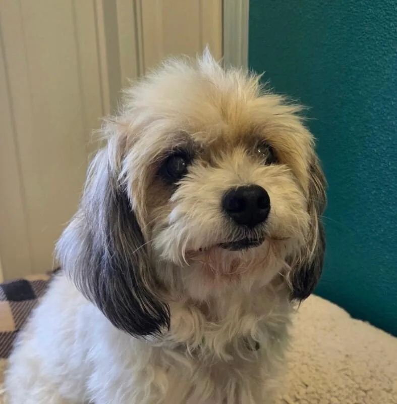 An adult small-sized female Lhasa Apso dog named Ginger for adoption in Yankton, SD