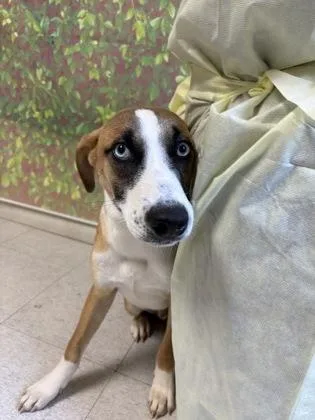 An adult medium-sized male Terrier dog named Jason for adoption in San Antonio, TX