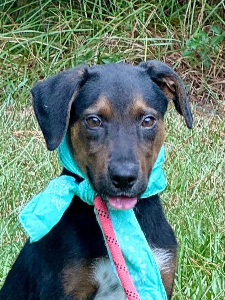 A young medium-sized male Hound dog named Lance for adoption in Shillington, PA